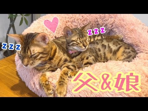 ふわもこベッドはテトリン親子の巣になりました