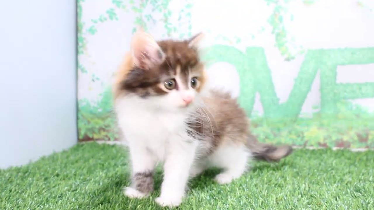 Coo&RIKU　No602662　ノルウェージャンフォレストキャット