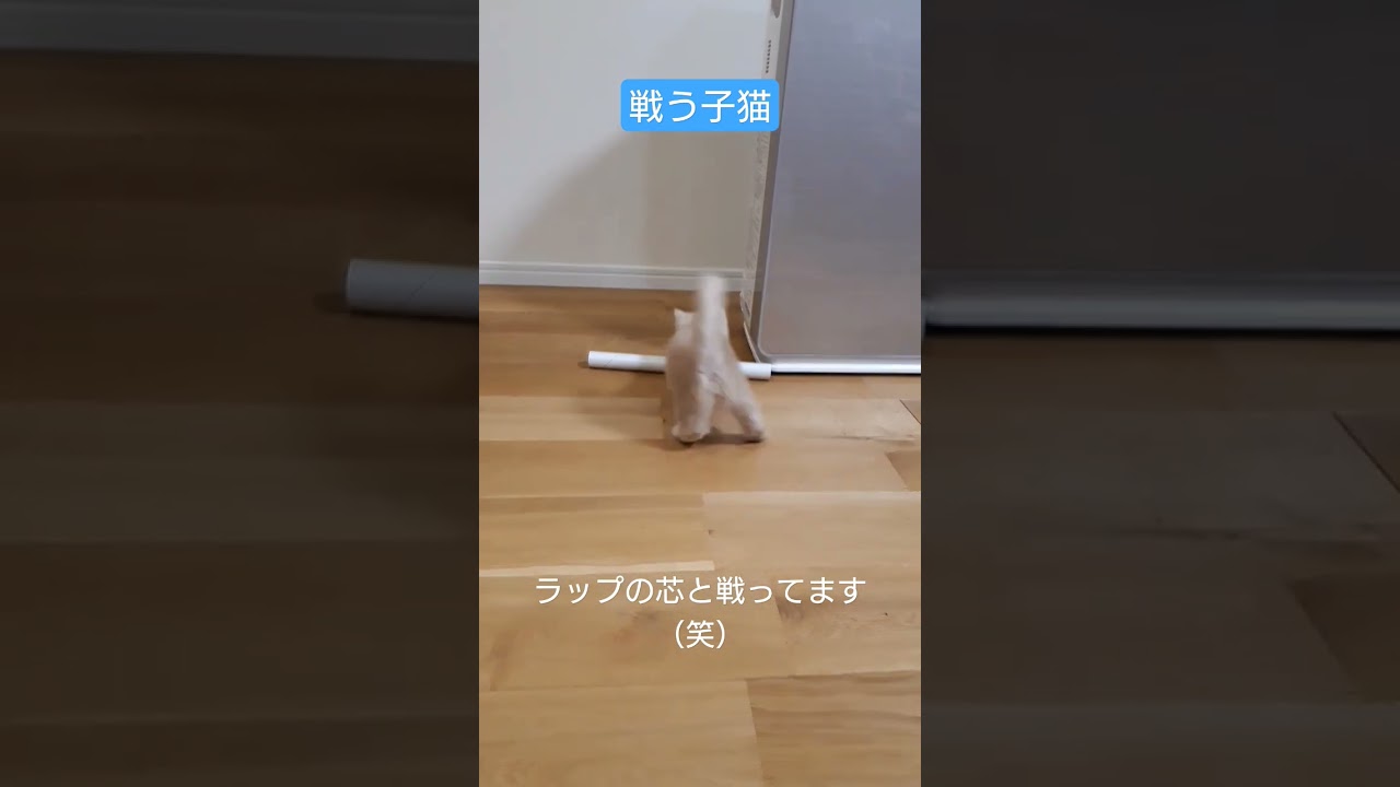 ラップの芯と戦う子猫:マンチカン立ちあり#shorts#マンチカン #子猫