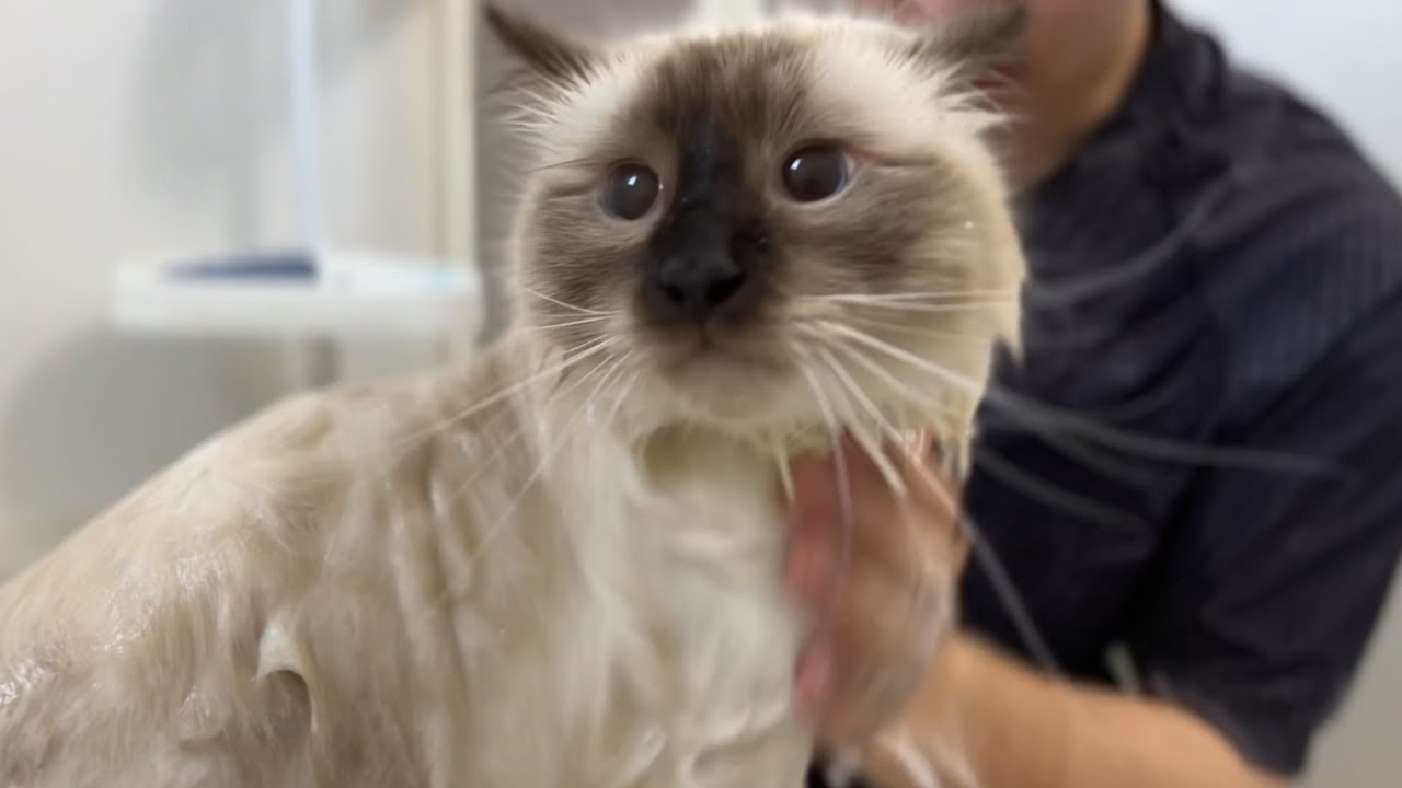 ついにお風呂に慣れた猫、おりこうすぎた【バーマン】