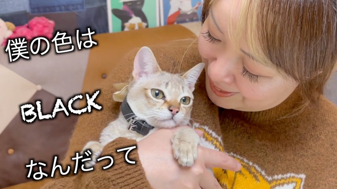 【シンガプーラ】初めて首輪を付けた子猫がこちらです！！