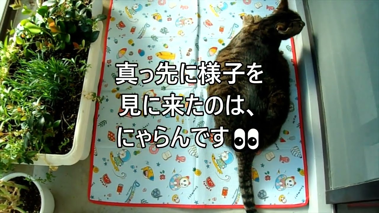 【ドラえもん】シートを頂きました🌻【日本猫のにゃらんとギンジ】