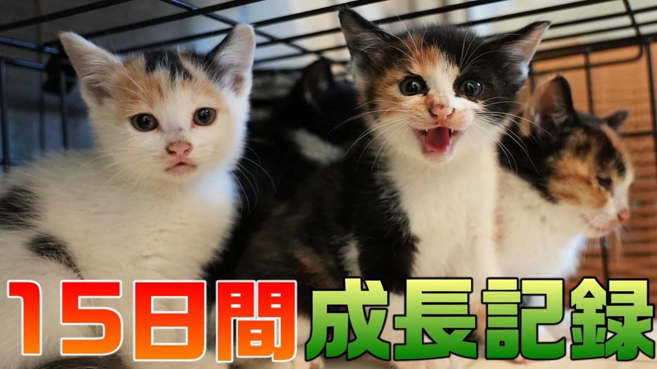 保護されて絶望していた子猫たち、幸せになるための15日間の成長記録