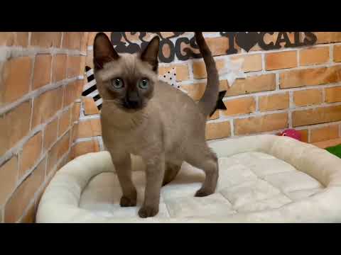 Coo&RIKU　No531255　トンキニーズ