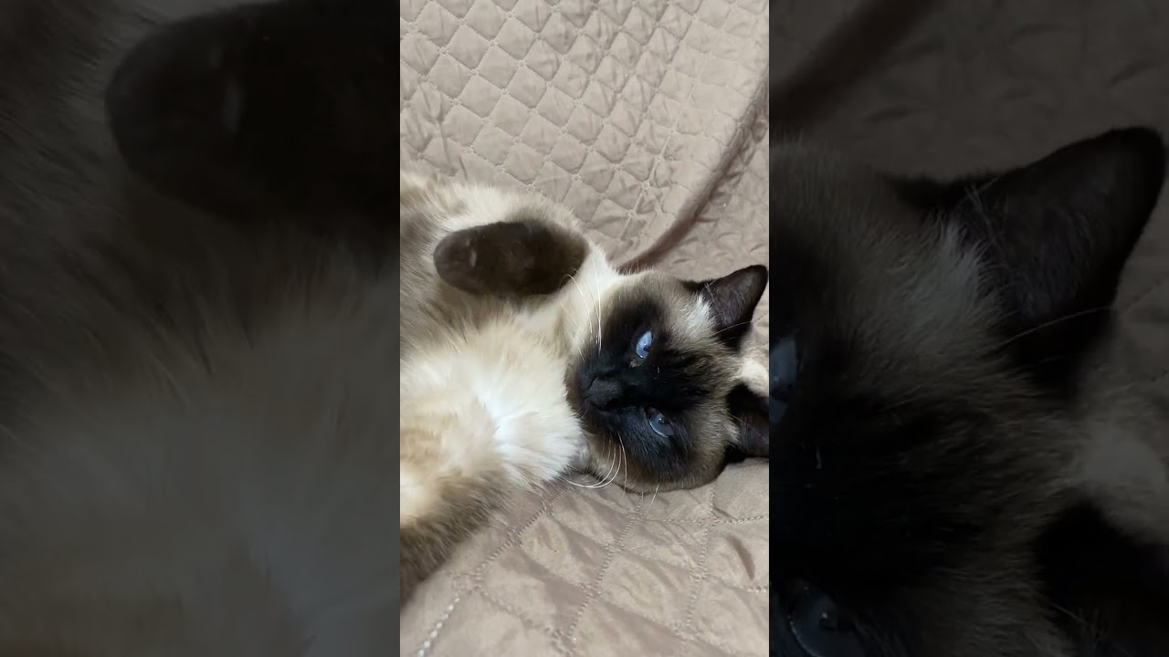 【2023.02.20】今日のシャム猫のふくさん（音無し）【たぬき猫】 #Shorts