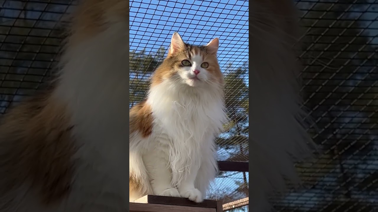 マイナス6度の朝活はすぐ終了… #ノルウェージャンフォレストキャット #猫カフェ #那須