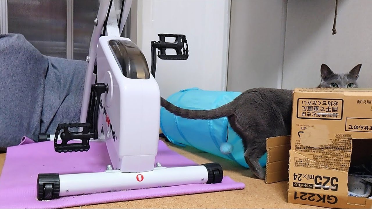 【猫動画】いたずらを咎められた時のロシアンブルー【russianbule】Russian Blue when accused of mischief