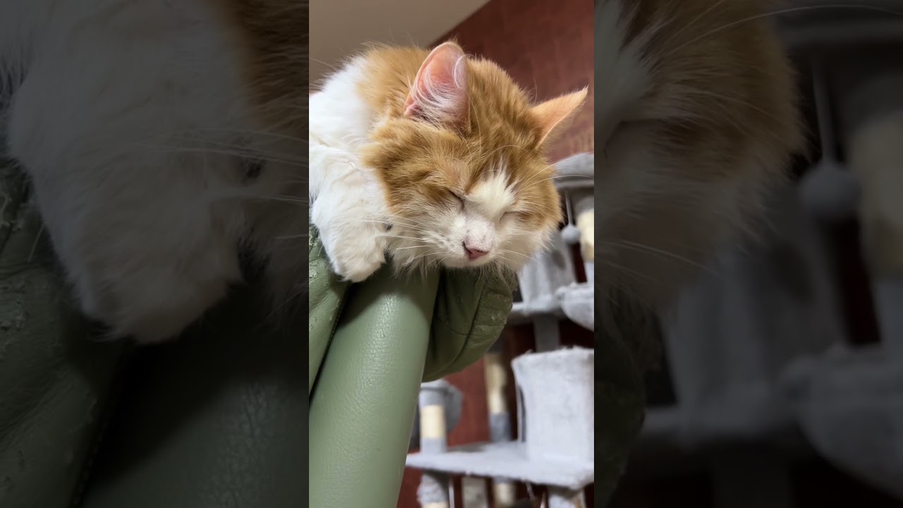 塩対応なチラ見猫#shorts 【マリー（メインクーン）】