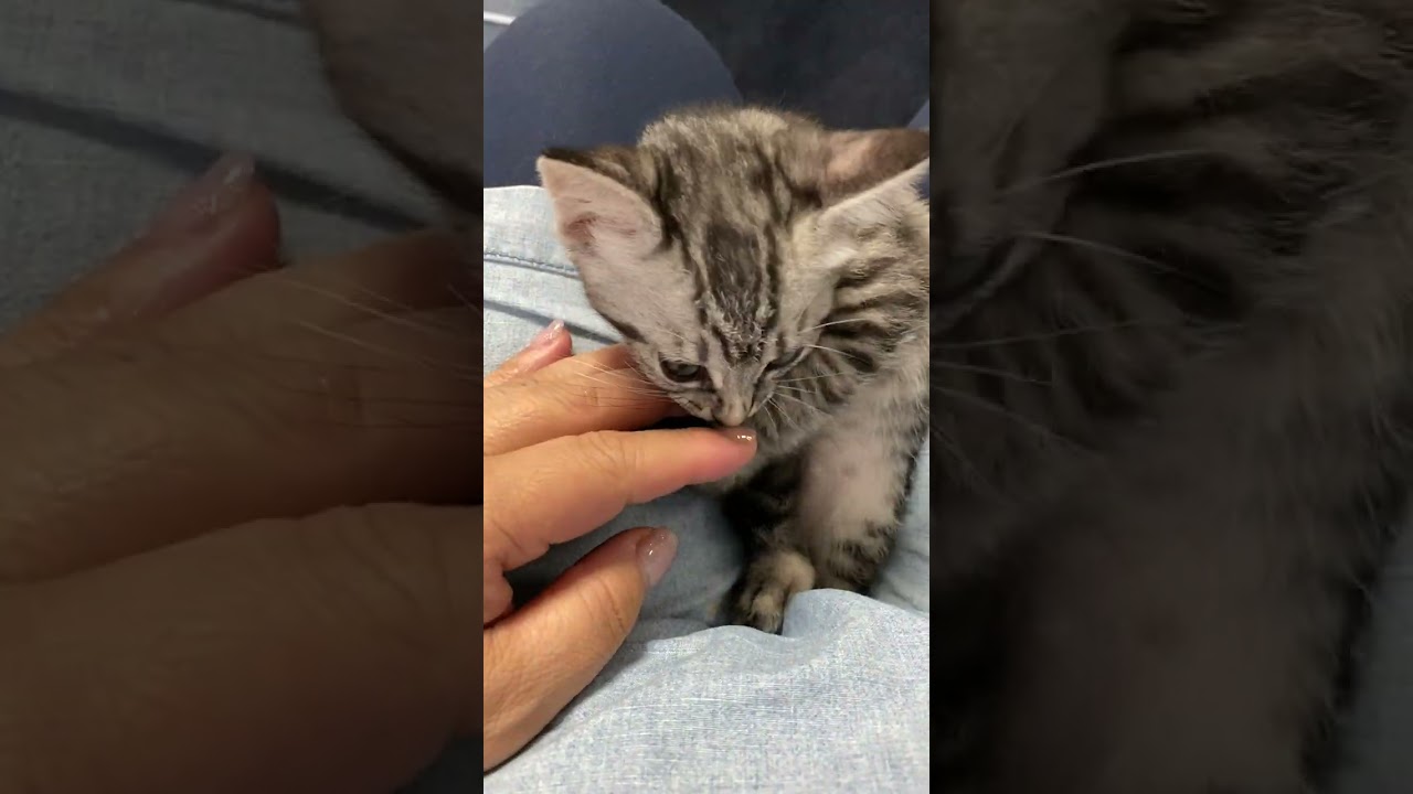 【ミルクボランティア子猫】激カワのサバトラ赤ちゃん👼 #shorts