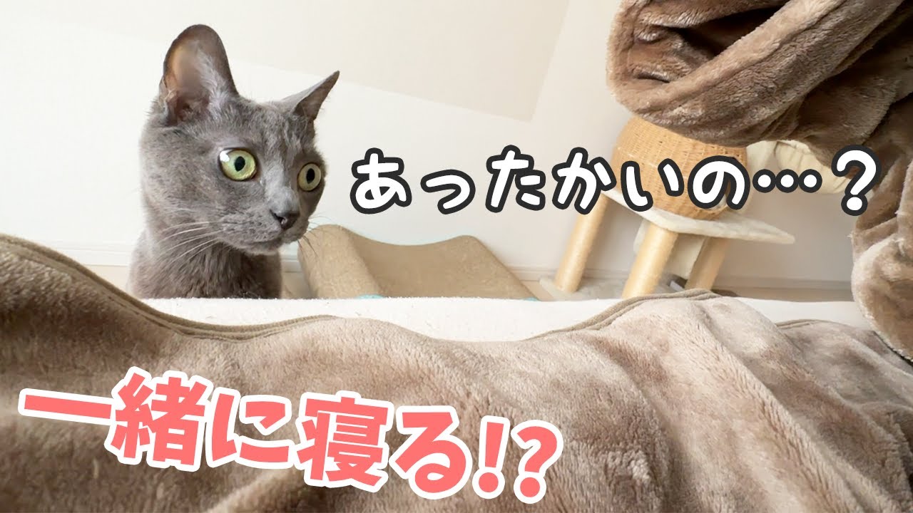 猫と一緒に寝たいので呼んでみた…！