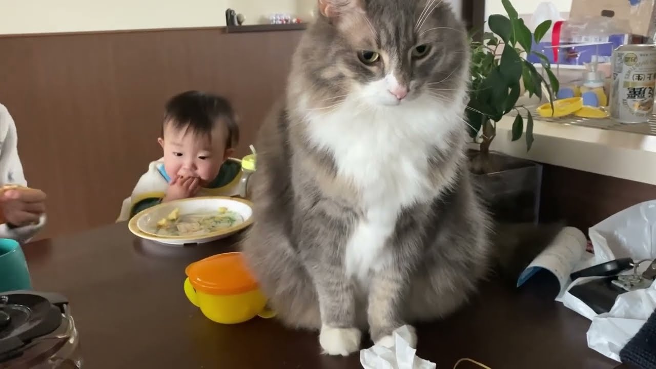 甘えようとしたけど赤ちゃんには負けてあげる猫　ノルウェージャンフォレストキャットA cat that gives up its place to a baby. Norwegian.