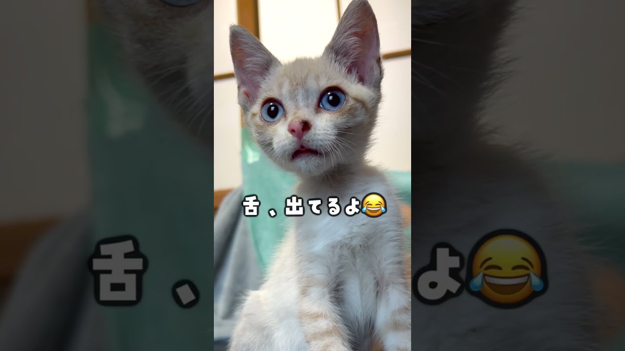 2匹の子猫が我が家にやってきた！2日目の珍事件