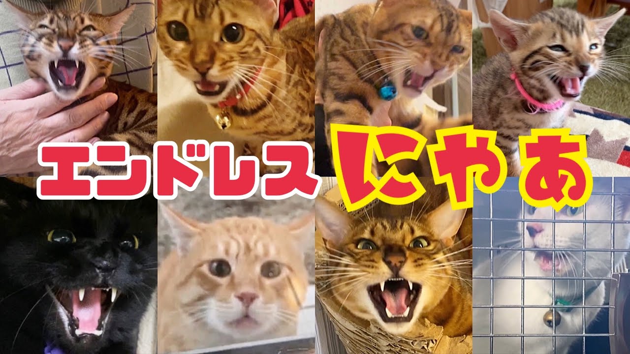 【5分耐久】猫の日に猫の鳴き声200連発っ！