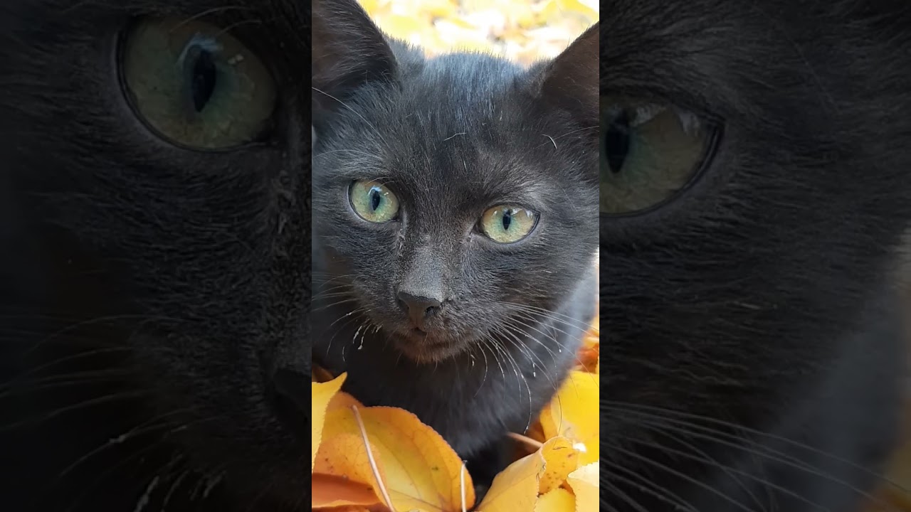 MY BLACK CAT 🐈‍⬛ RELAXING IN RUSTED LEAVES | ROMANIAN 🇷🇴 CATS 🐈🐈‍⬛🐈