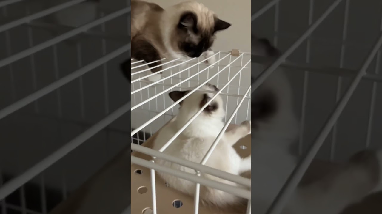 いつからラグドールの先住猫と新入り猫たちをゲージの外で対面させよう#ラグドール #ラグドール子猫 #ファーストラブ #初恋