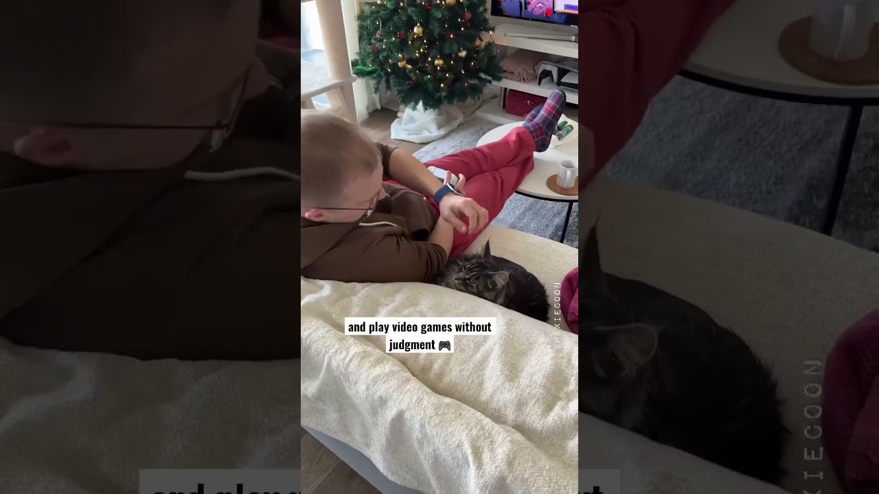 Reasons Why a Cat is better than a GF 🙃#catfacts #lifewithcats #catdad #mainecoon