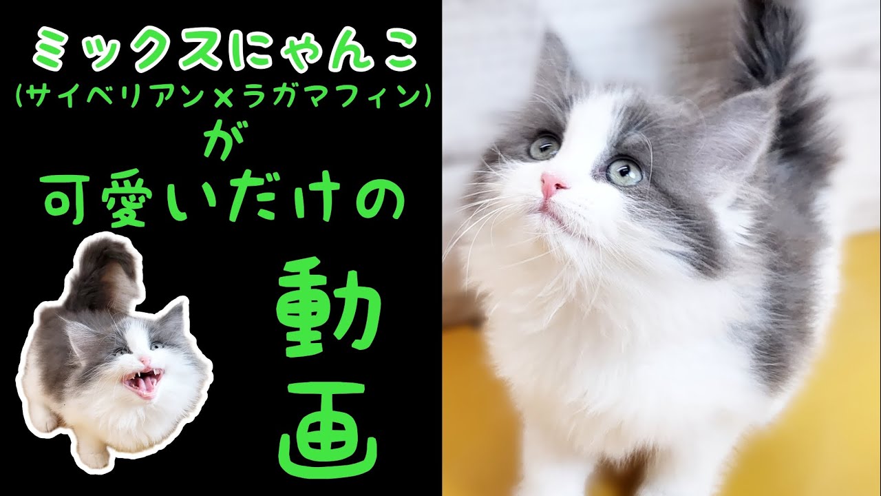 ミックス猫(サイベリアン×ラガマフィン)子猫【鶴見元宮店】