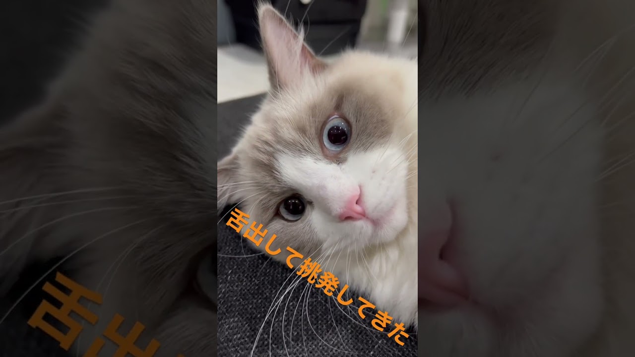 【扇風機大好き】Thanks for subscribing to my channel.#shorts#扇風機#ラグドール#新人猫