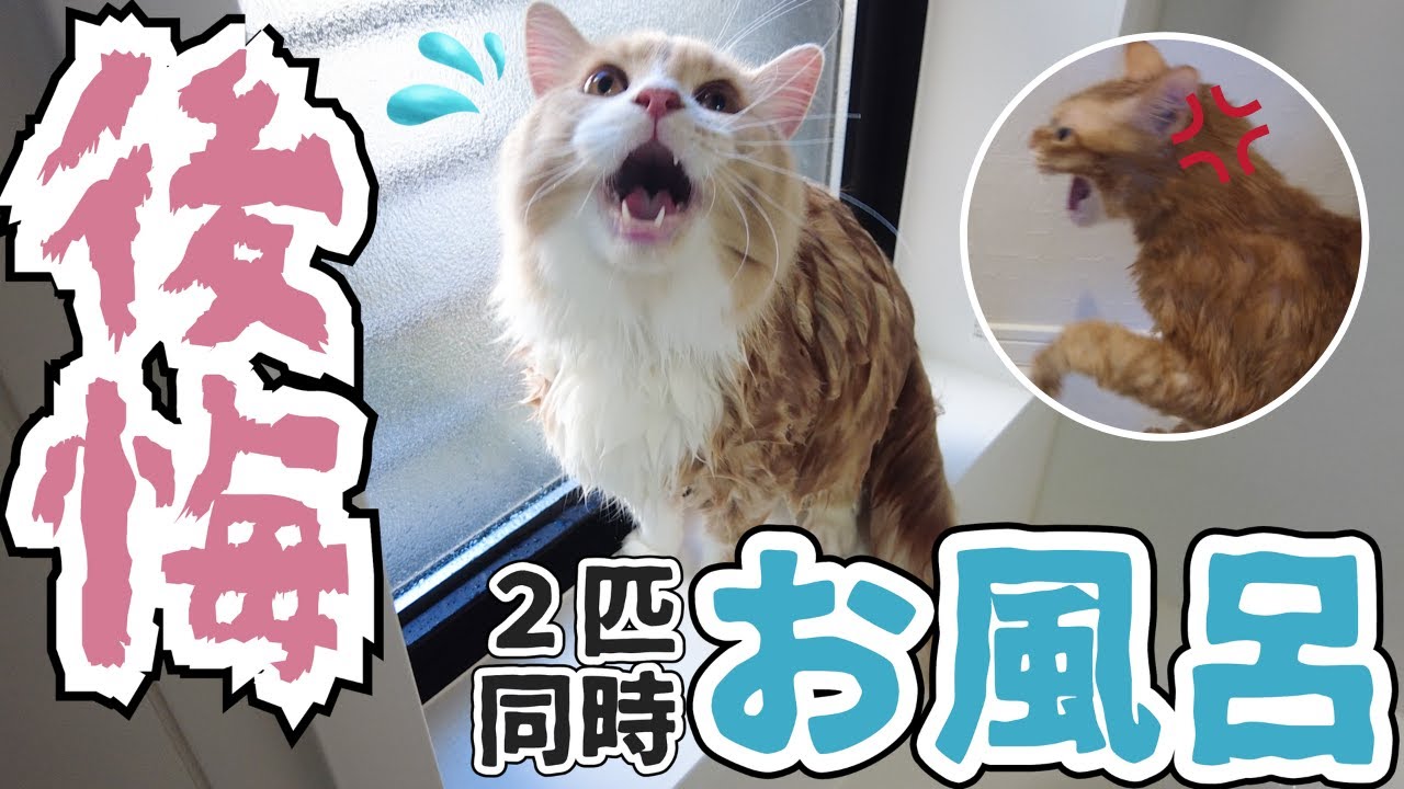 【大騒ぎ】初めて猫2匹同時にお風呂に入れた結果・・・【シャンプー】