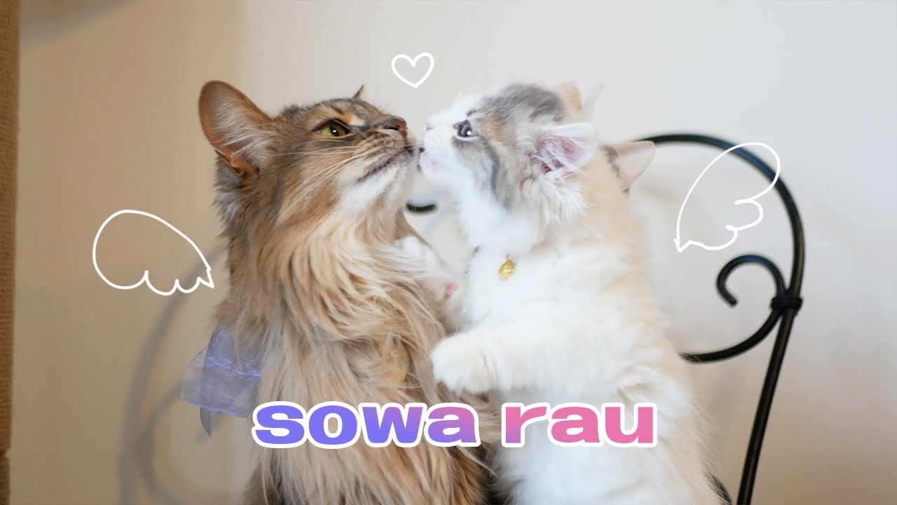 はじめまして、我が家の猫を紹介します　【ソマリ】【スコティッシュフォールド】