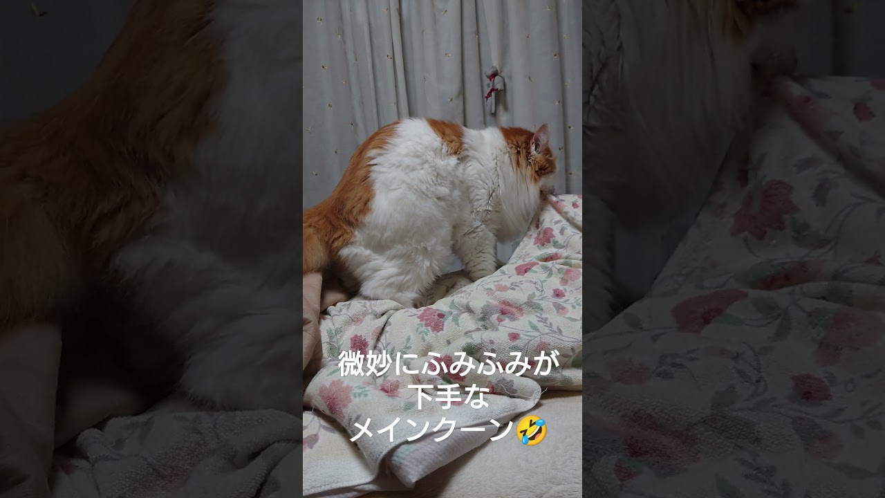 ふみふみが下手なメインクーン🤣