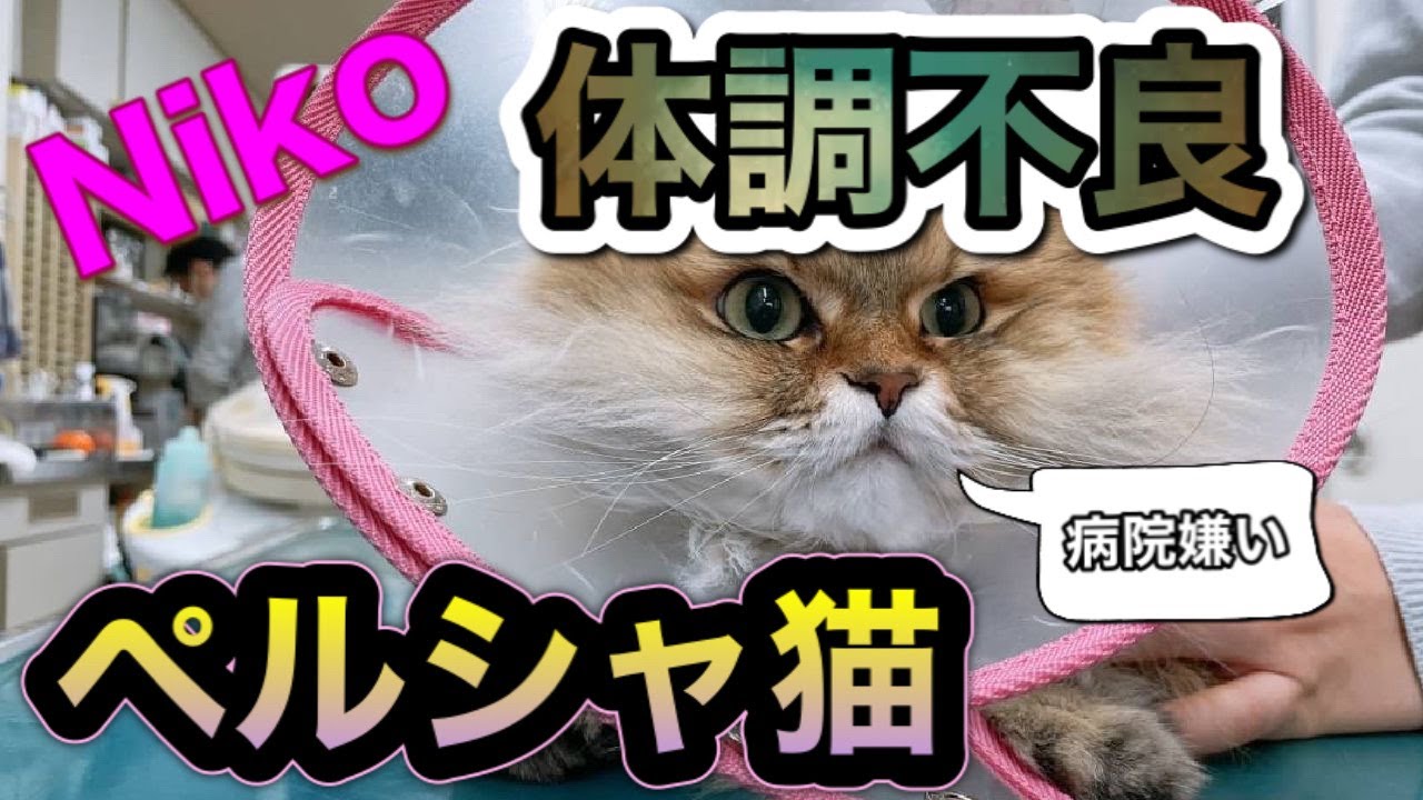 【猫の病気】ペルシャ猫体調が悪くなりました。嘔吐、下痢どうしよう
