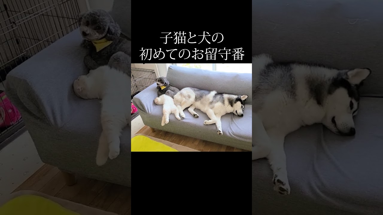 子猫と犬達の初めてのお留守番がこうなってた...#猫
