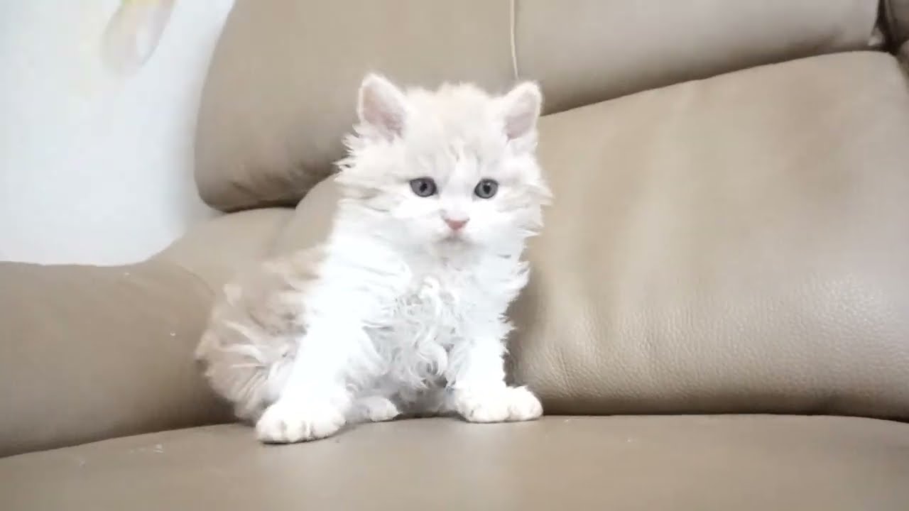 セルカークレックス子猫　2023.1.5産まれ 　クリーム&ホワイト　ロングヘアー　男の子　シーダキャット猫のお店　Selkirk Rex