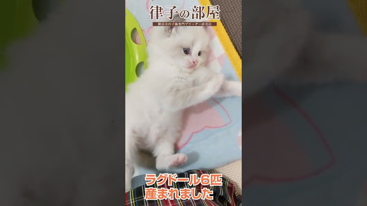 かわいいラグドールが生まれました🐈 #shorts