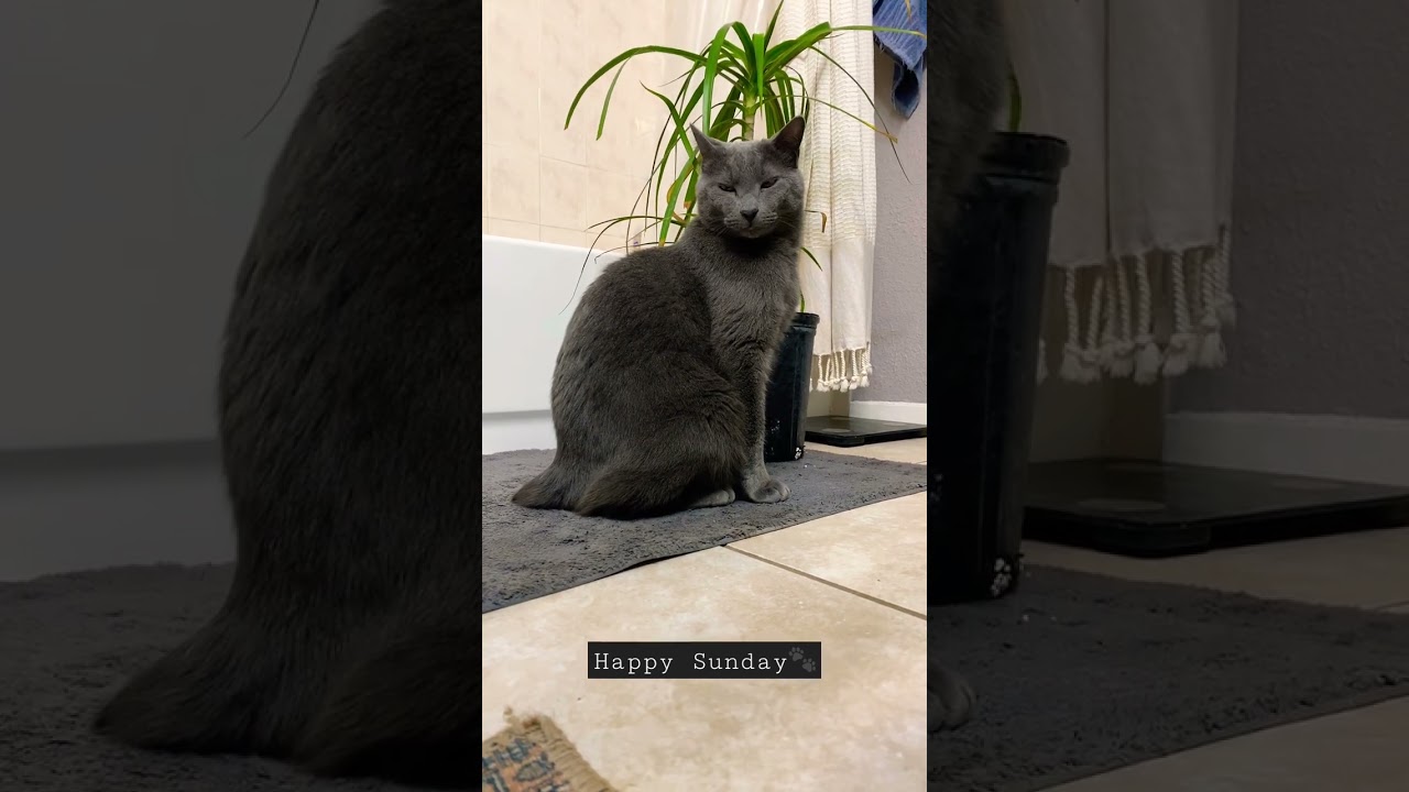 Gray Manx cat no tail Tom Cat #cat #catshorts #catsofyoutube #purr