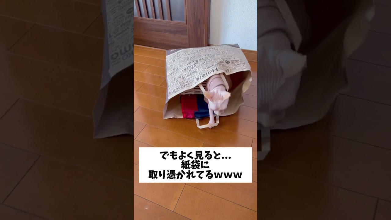 猫が紙袋に取り憑かれてしまいました... #スフィンクス猫 #shorts