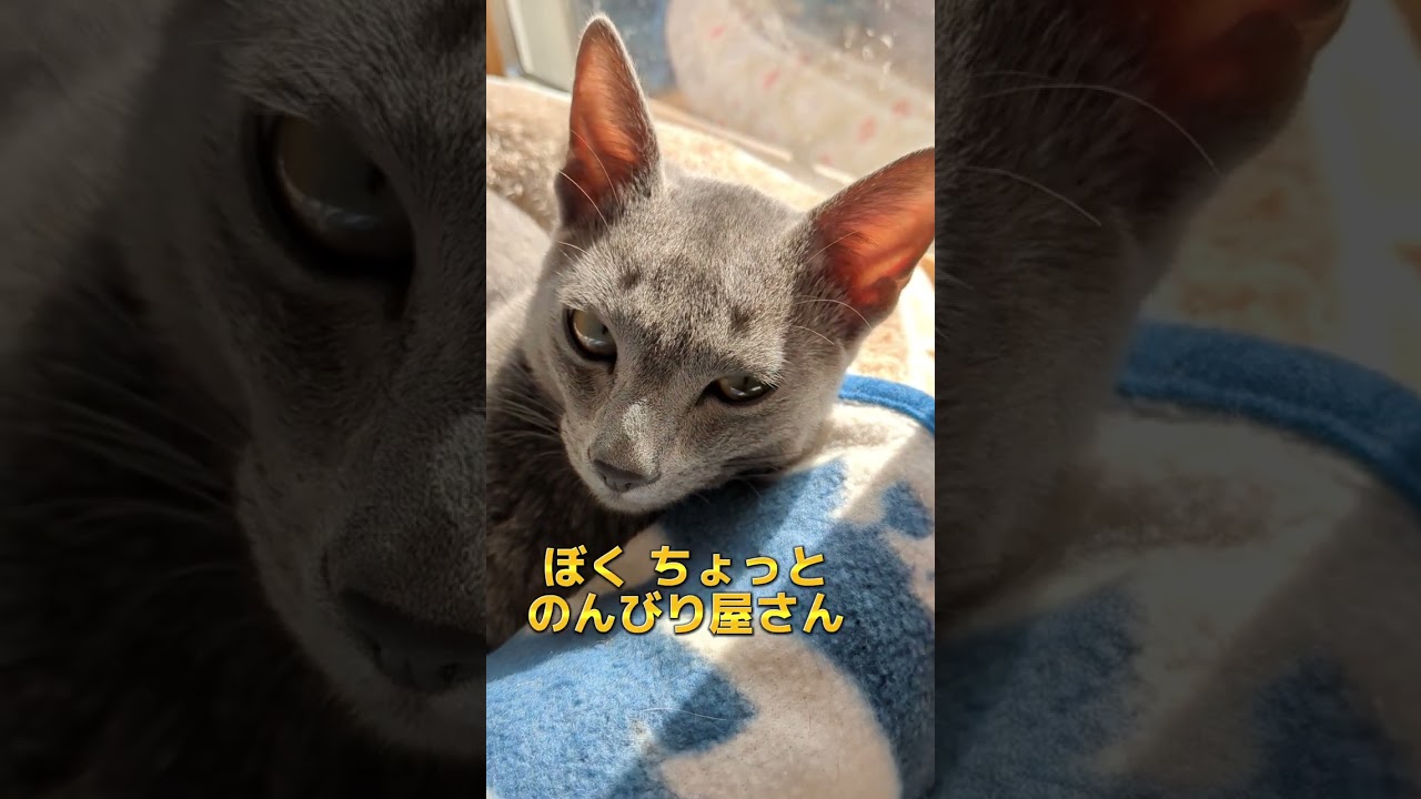 僕の名は ユーリ🐈‍⬛💗  #ロシアンブルー #russianblue #子猫