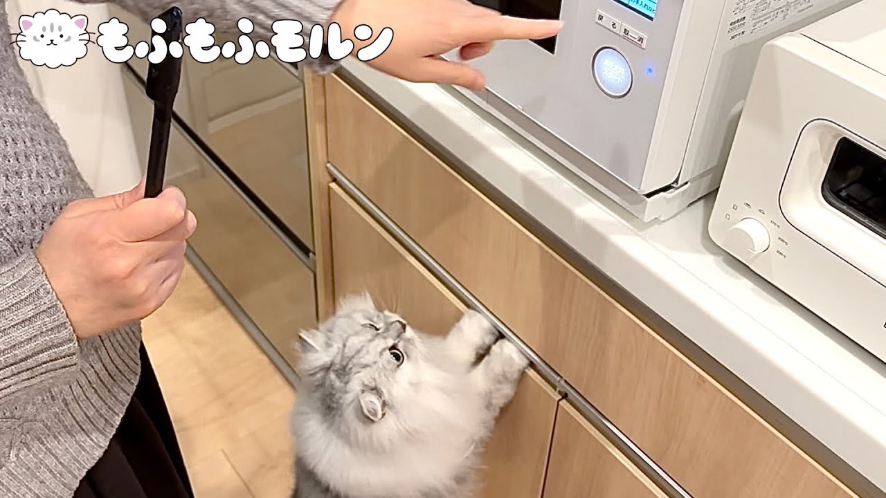 新しいレンジで猫のごはんを温めると‥ 【サイベリアン】