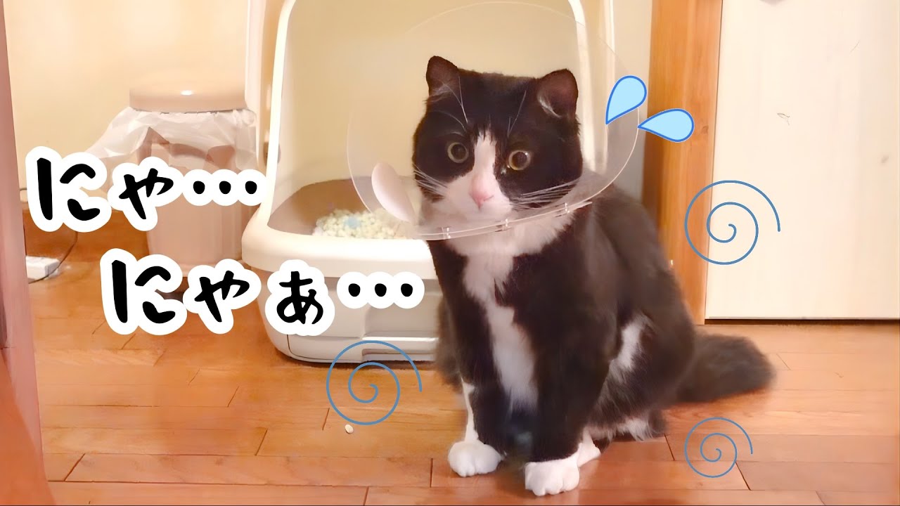 子猫が今後エリザベスカラーと共に生きていく覚悟を決めたようです…【去勢】