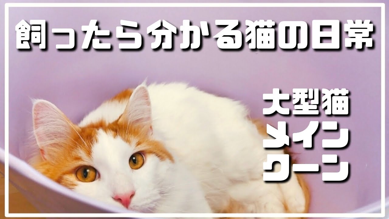 普通にメインクーンがいる生活はこんな感じ【大型猫メインクーン】