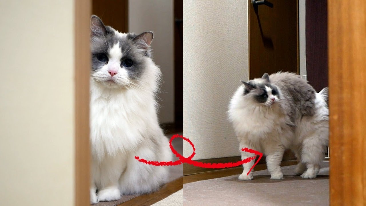 甘えんぼラグドールを無視し続けるとこうなります。笑