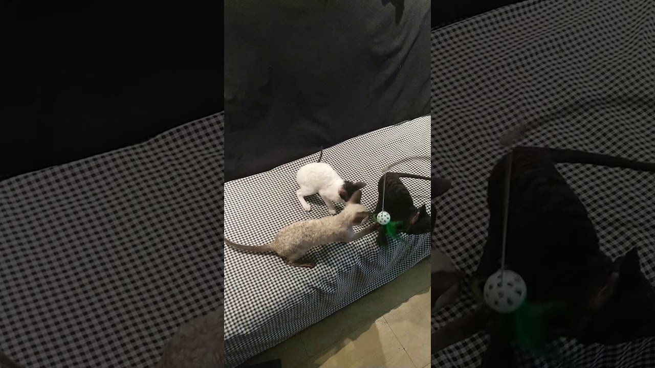 Filhotes cornish rex