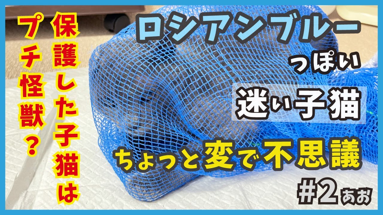 2 突然現れた迷い子猫を保護したら、ちょっと変で不思議な子でした...【あお・迷い子猫はプチ怪獣】