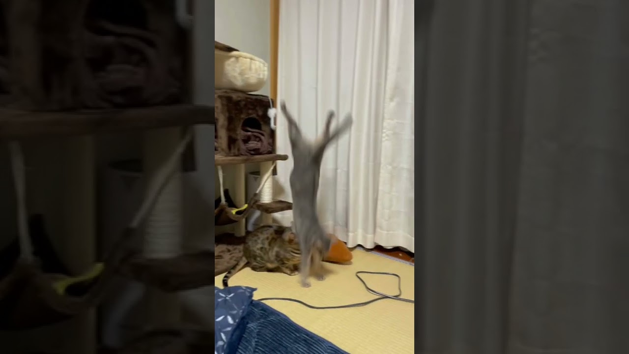 我が家のちょっと鈍い猫（ベンガル猫とアビシニアン）BEST FUNNY CATS&KITTENS #shorts