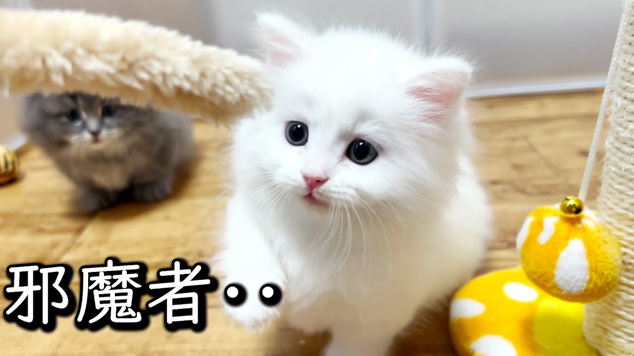 【マンチカンの子猫】デカい邪魔者がいて遊べない件 ∼猫のいる生活Vol.624∼ 出産動画 マンチカン短足・ミヌエット・ペルシャ猫専門ブリーダー『ペット蔵人』【子猫の成長記録】