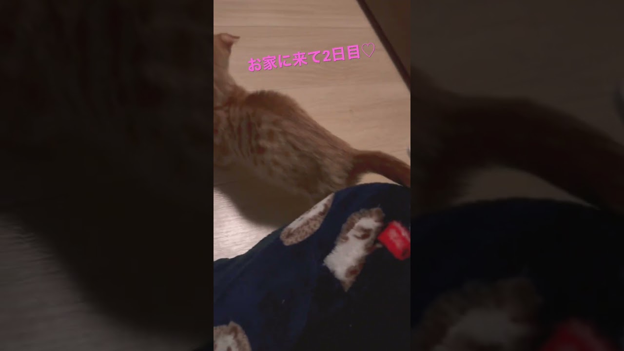 甘えるコモドンが愛おしい💕 #キンカロー #子猫 #猫 #猫のいる暮らし #cat #catlover