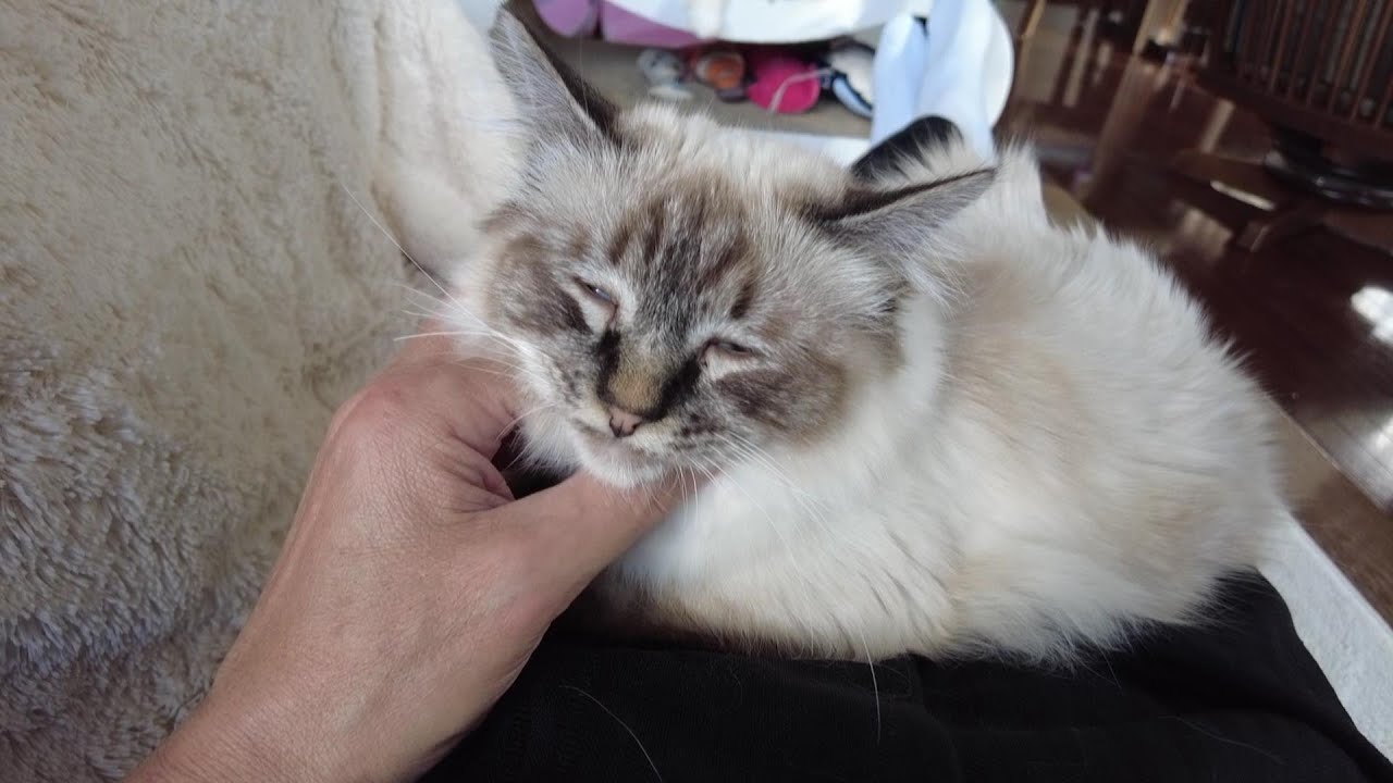 バーマン子猫　♡ひとちゃん♡との至福のひととき