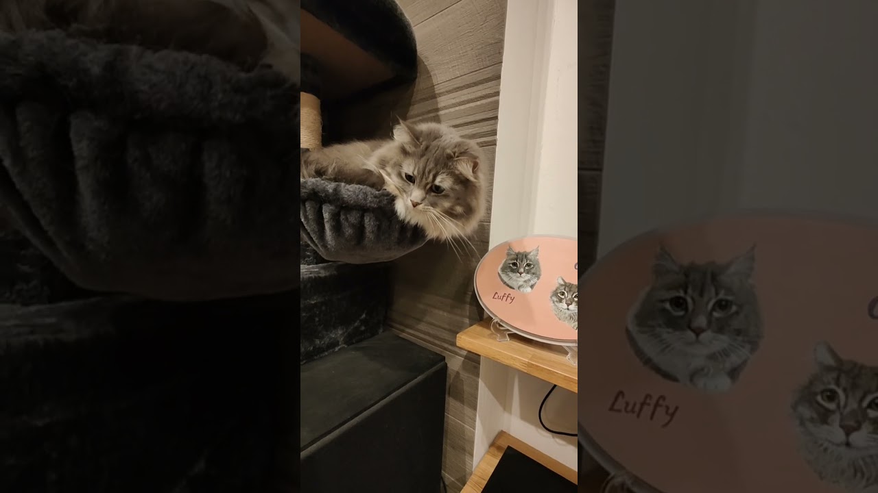 飼い主にちょっかい出される猫。【サイベリアンのラフィ】#shorts