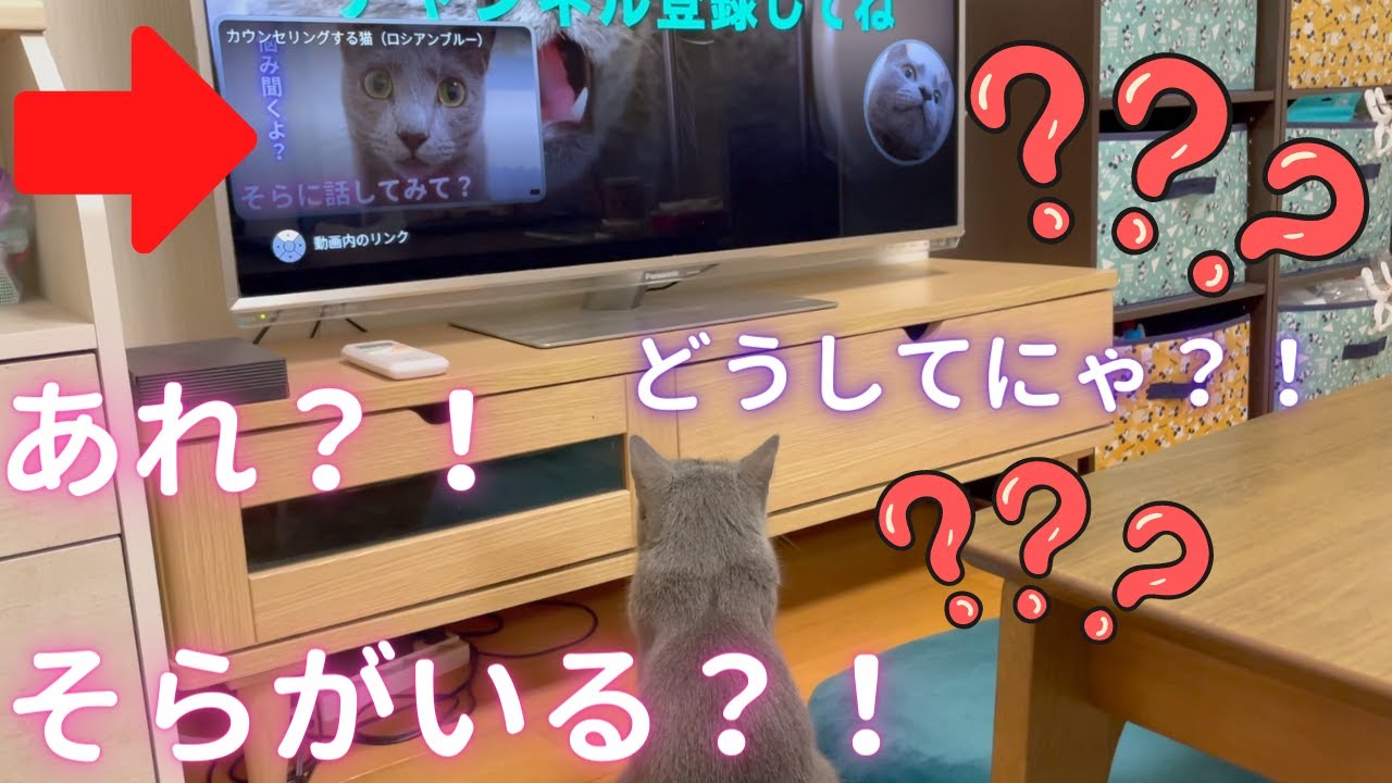 自分が2人いると勘違いした猫（ロシアンブルー）