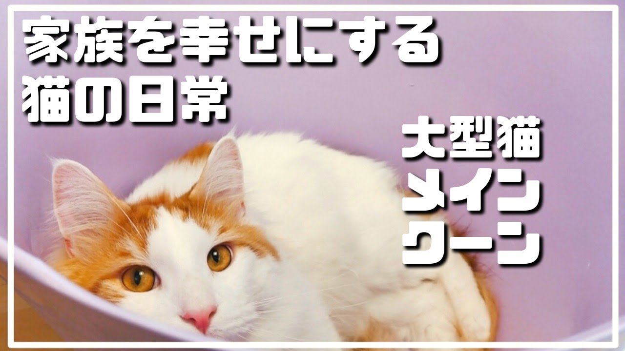 何でもない日常を幸せにしてくれる猫【メインクーン】