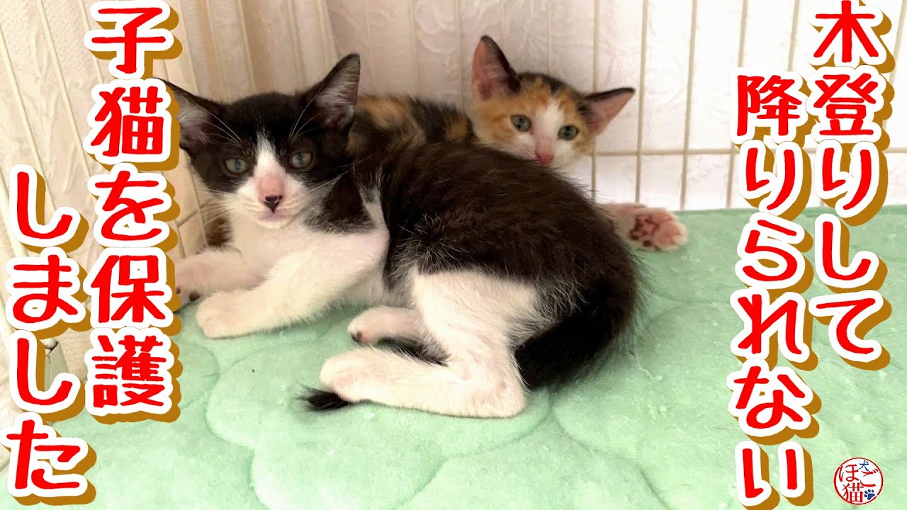 【お名前募集！　子猫　保護猫】　木登りしていて降りられなくなった子猫を保護しました