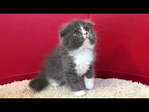 スコティッシュフォールドの子猫☆＜2017/10/7産まれCD♂＞