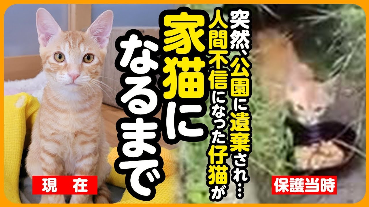 【祝！卒園】人間が怖かった子猫が…同じ公園に捨てられた過去を持つ保護猫と、しあわせな家族になるまで
