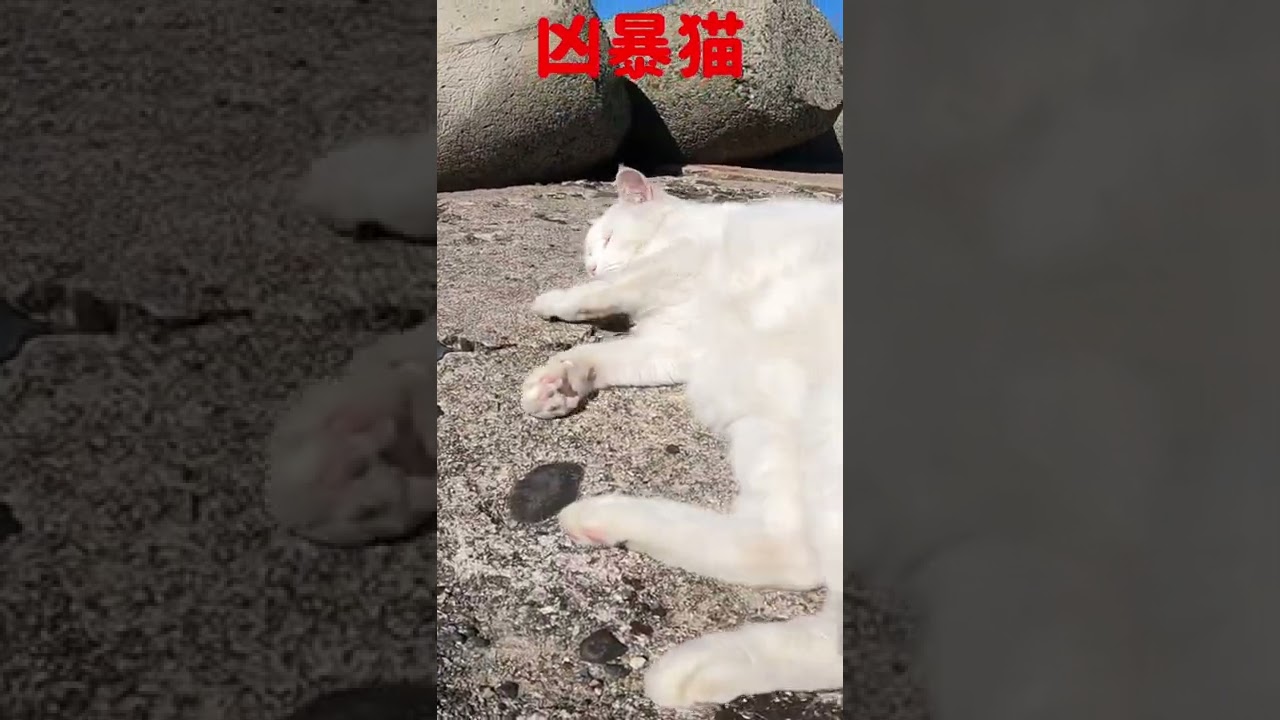 あの凶暴猫のカリン様が豪快へそ天 ポーズFerocious cat #shorts