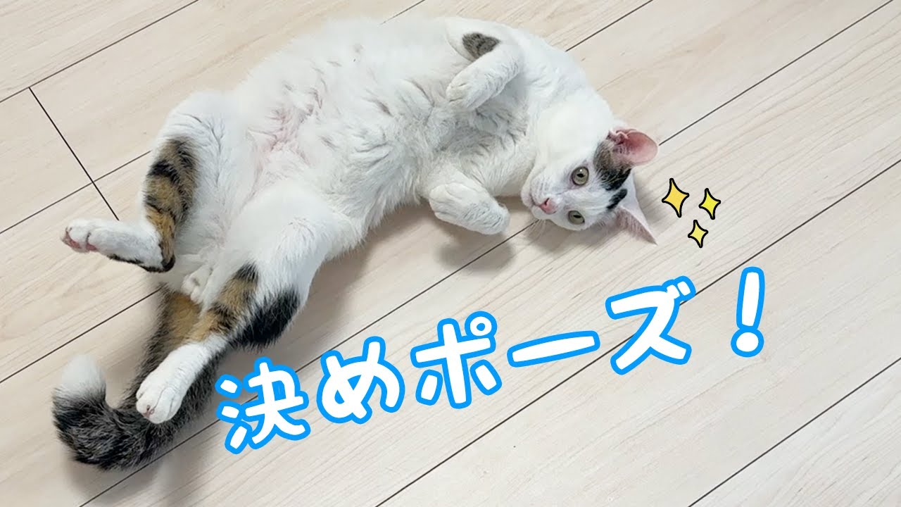 ダンスを披露してくれるお喋り猫チロさん！